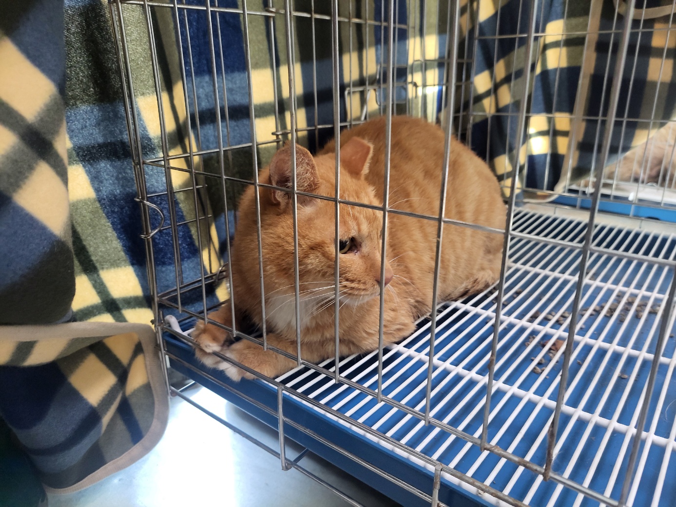 고양시동물보호센터_441394202502187