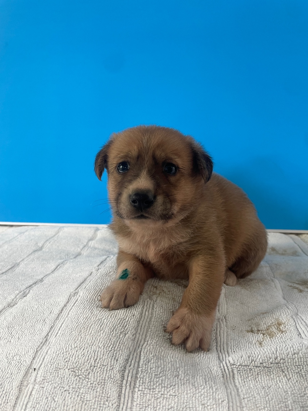 보호중 믹스견의 가…