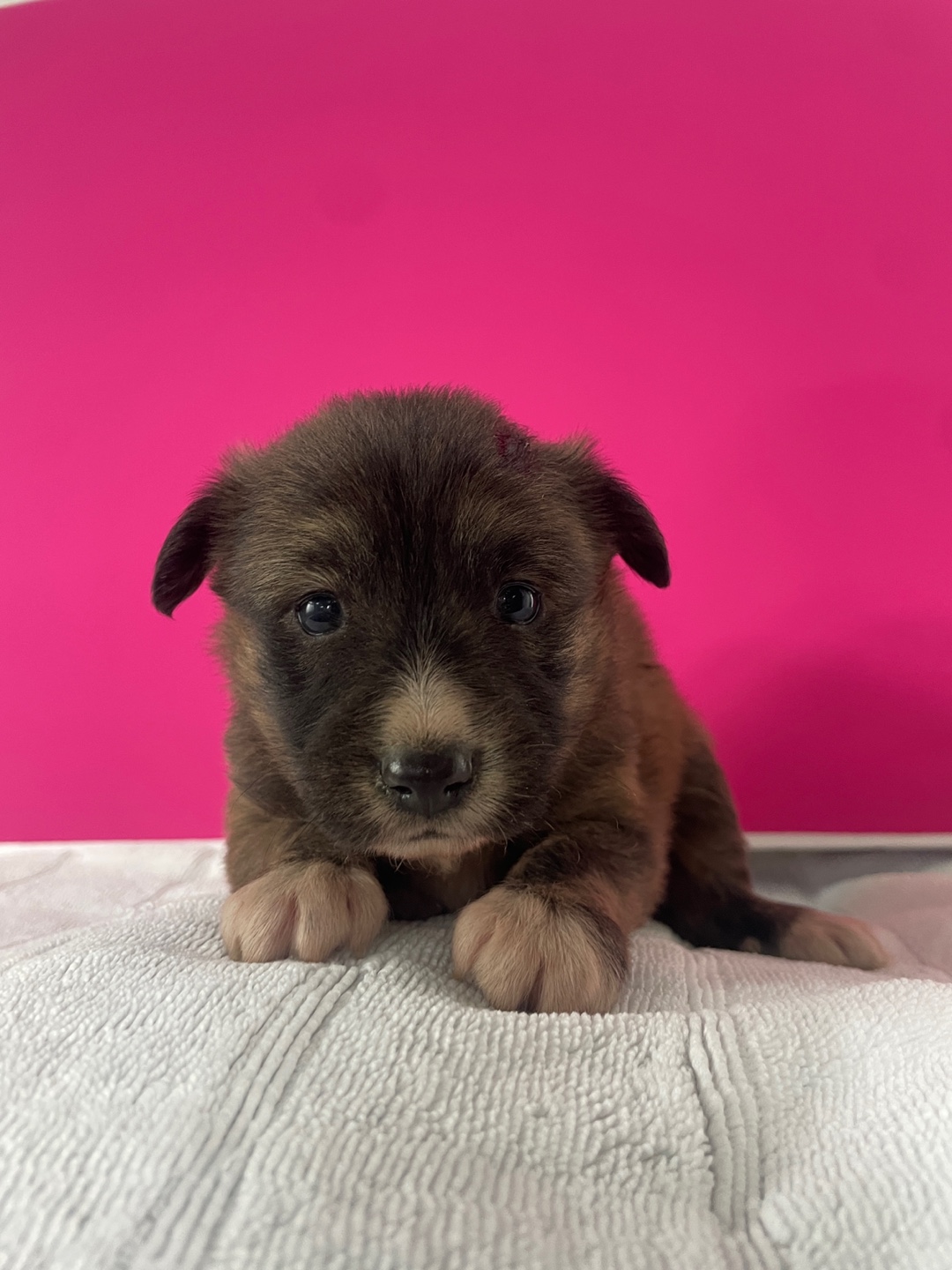 밀양시 동물보호센터_448536202500894