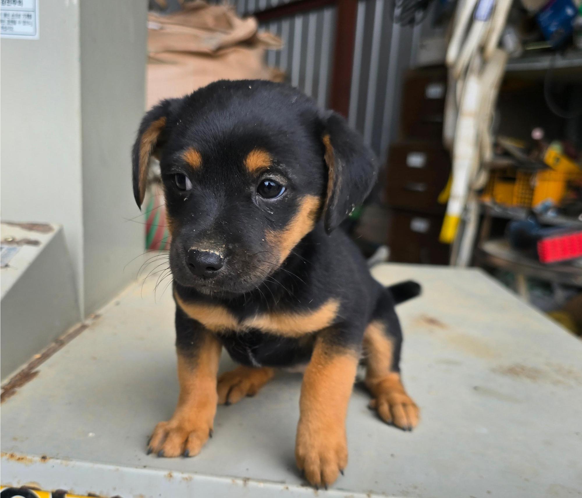 유기견임시보호소_442434202500520