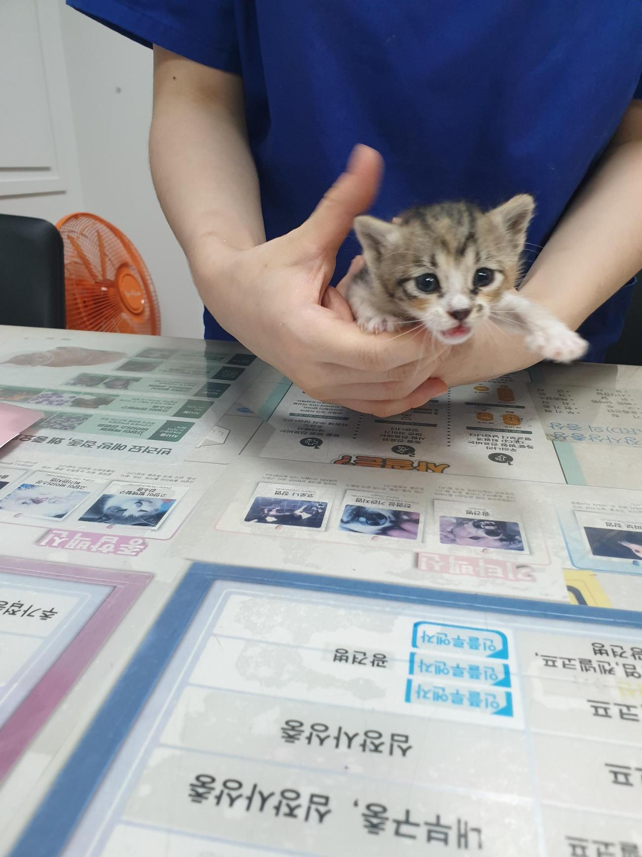 대구시수의사회(평리)_427343202500939