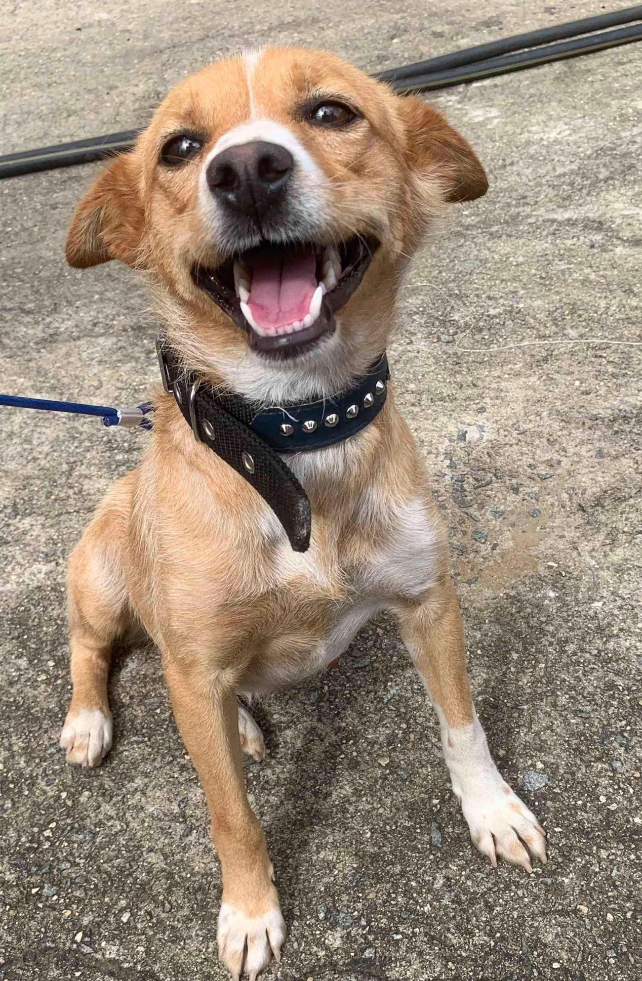 보호중 믹스견의 가…