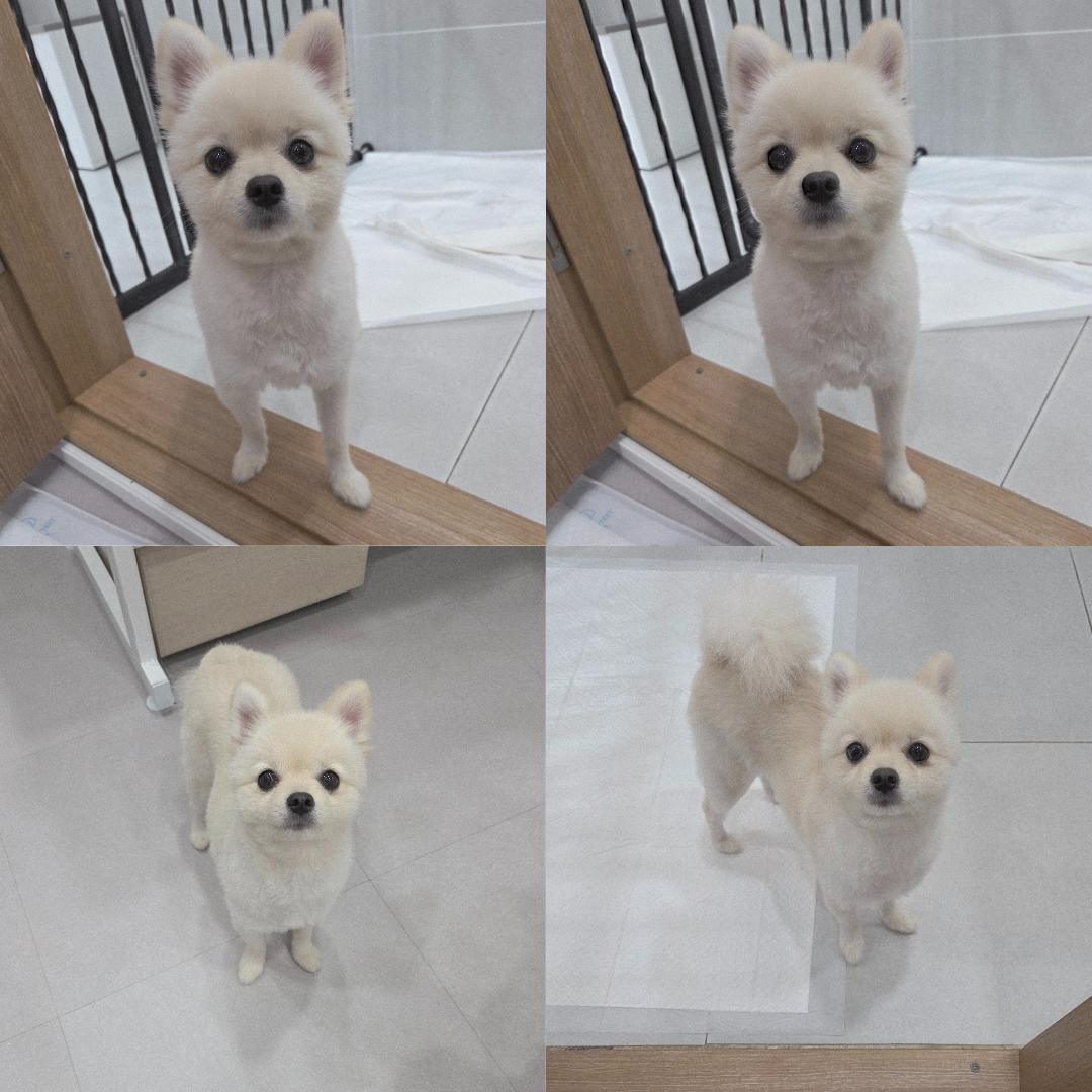 종료(입양) 포메라…