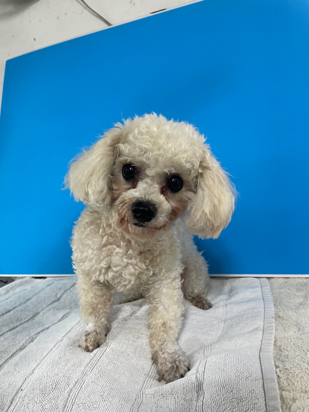 밀양시 동물보호센터_448536202500896