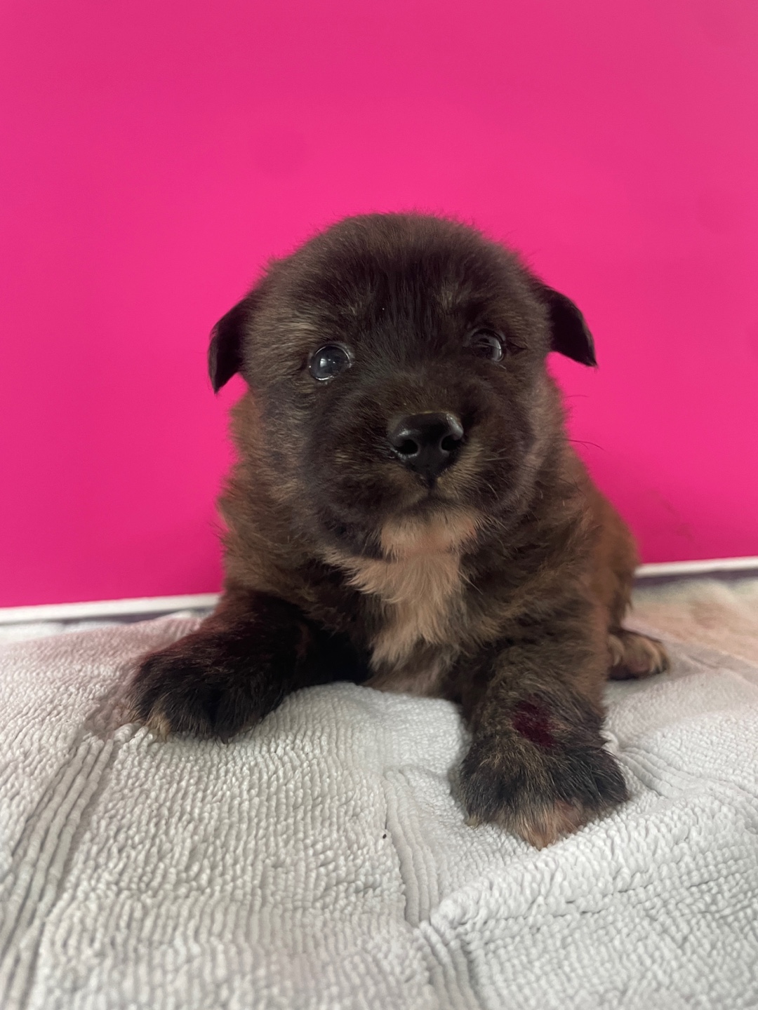 밀양시 동물보호센터_448536202500893