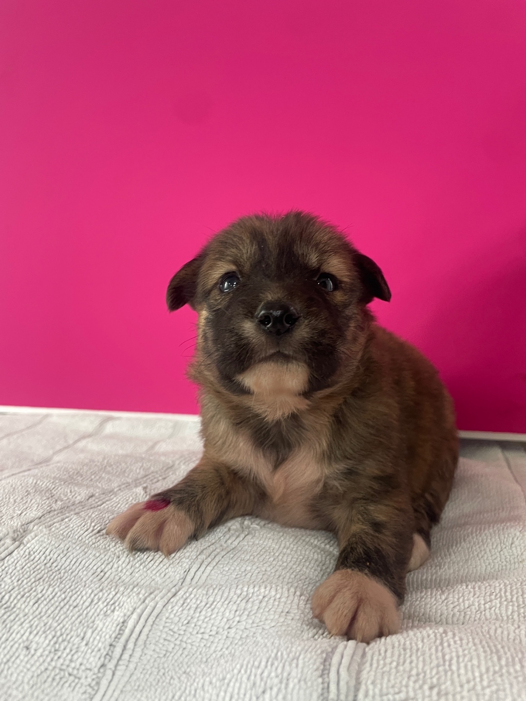 종료(자연사) 믹스…