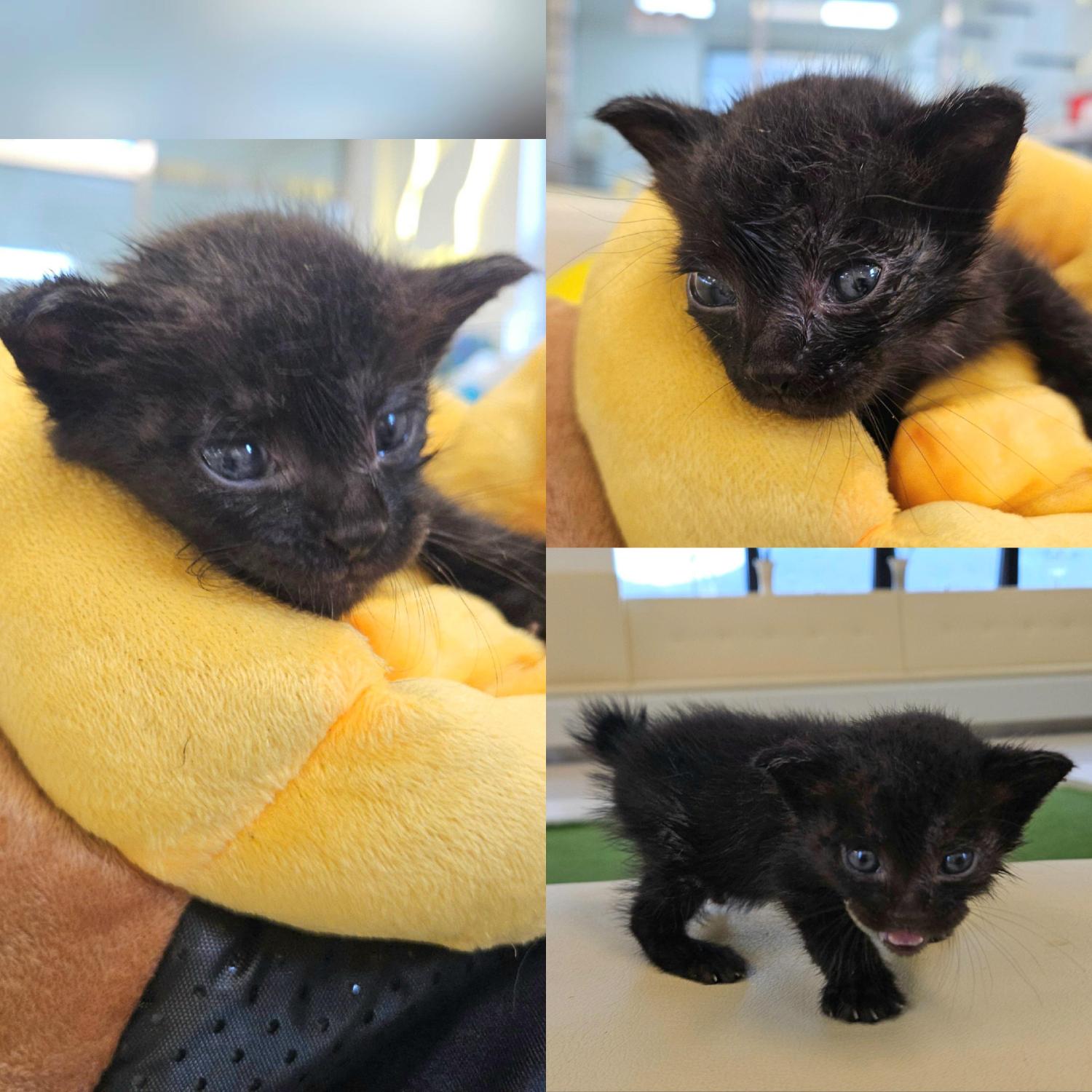 종료(입양) 한국 …