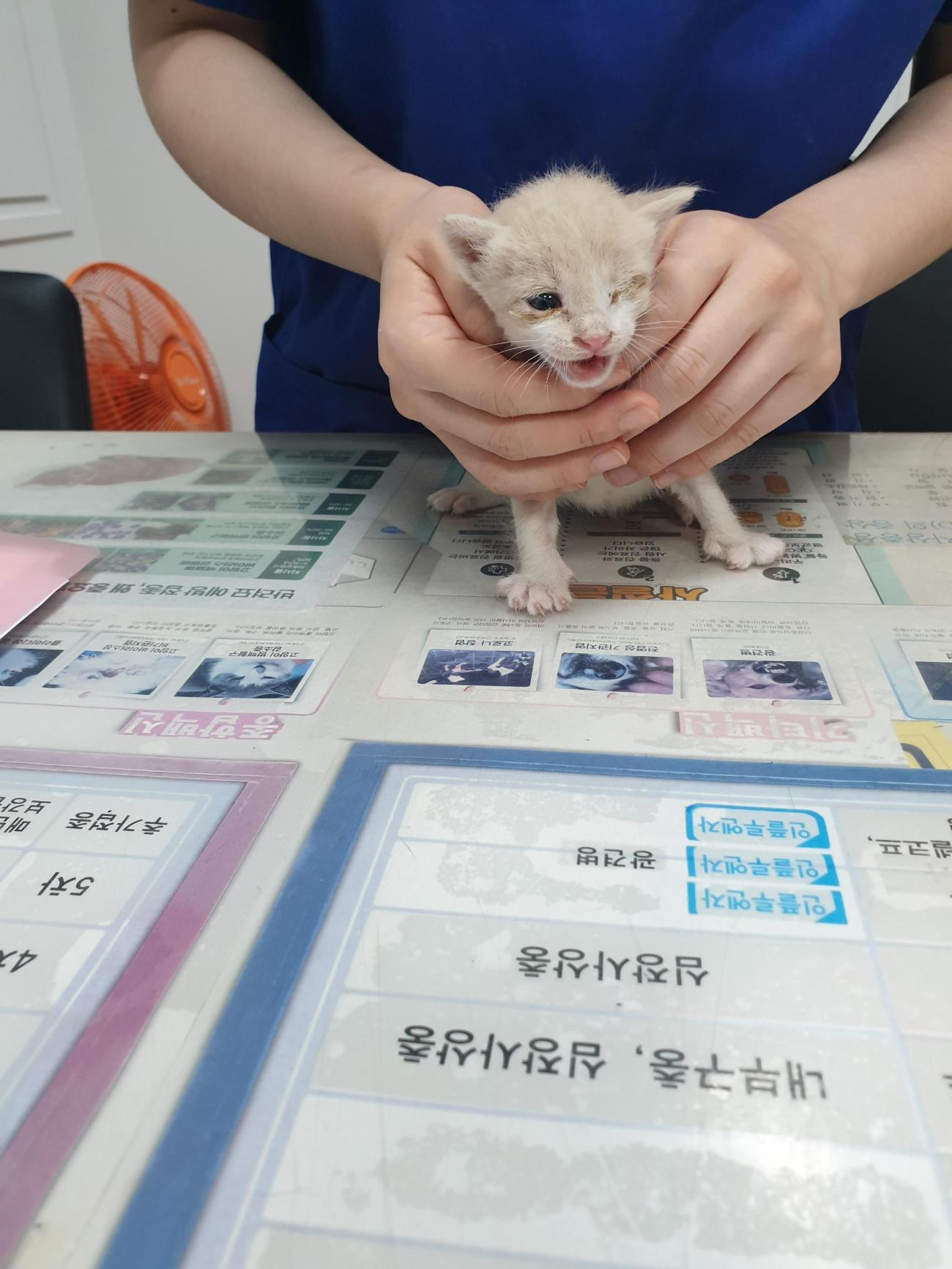 대구시수의사회(평리)_427343202500940