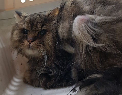 조재진동물병원_428354202500995