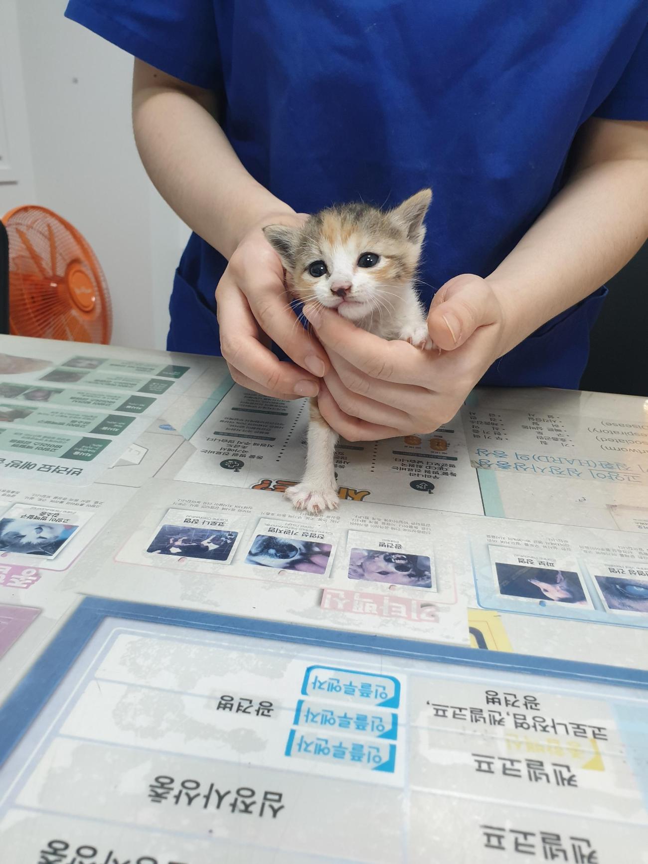 대구시수의사회(평리)_427343202500941