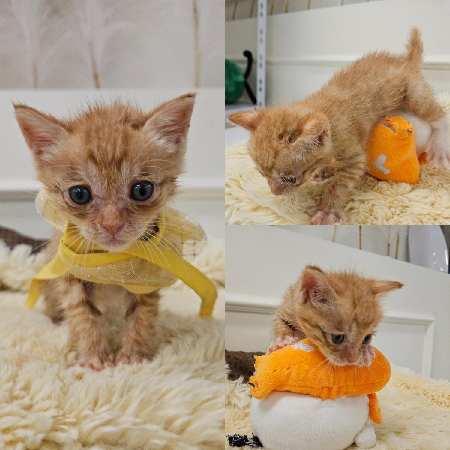 종료(자연사) 한국…