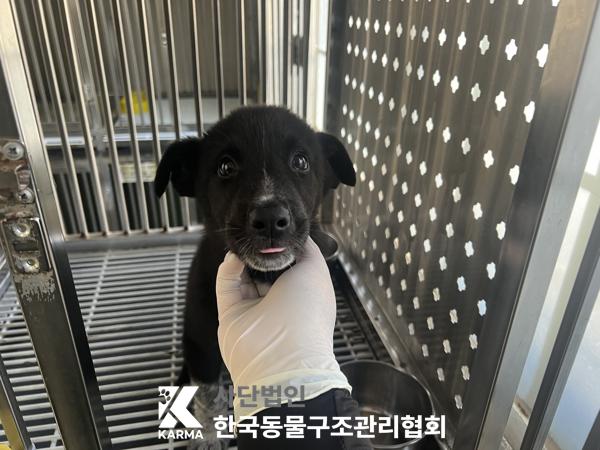 종료(입양) 믹스견…