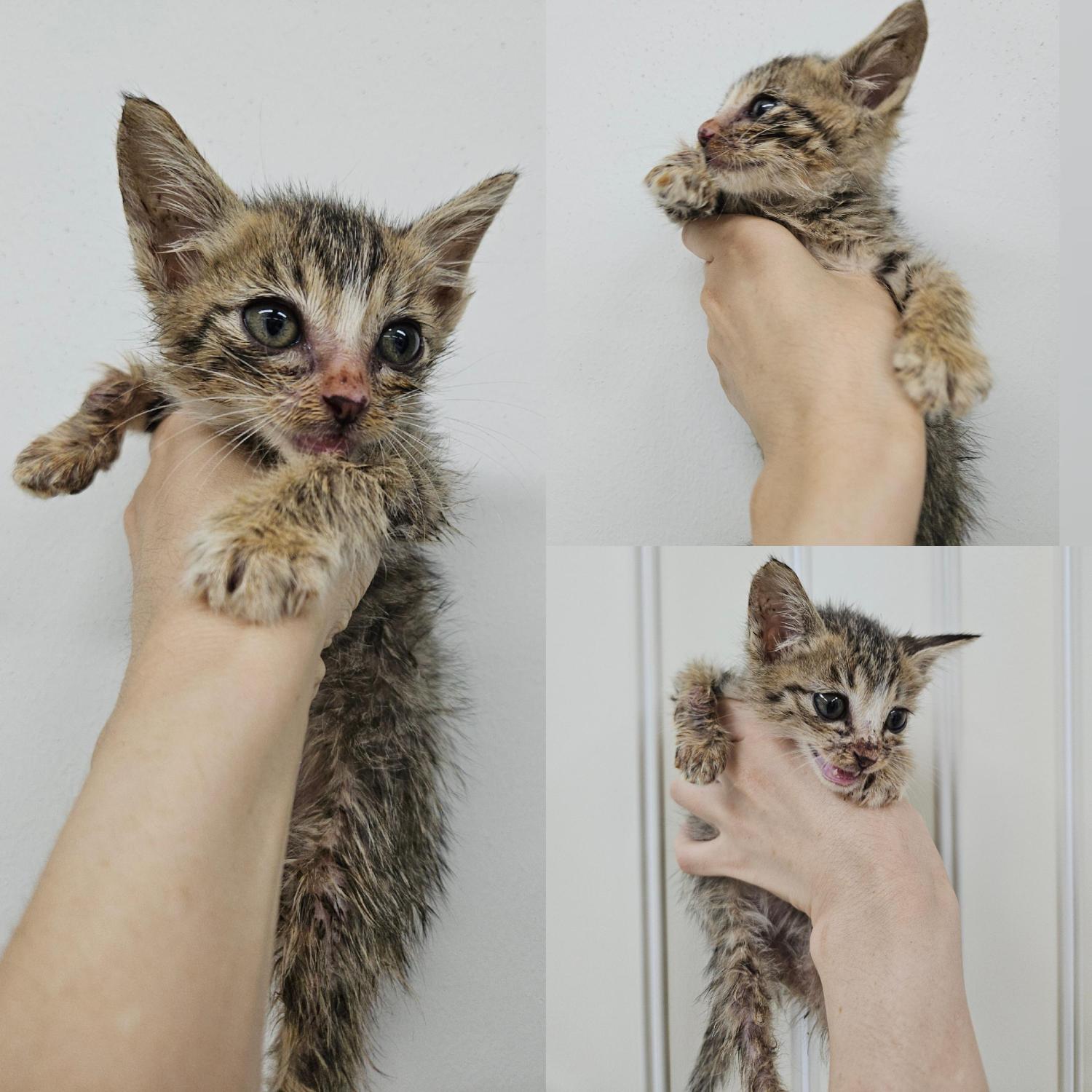 종료(입양) 한국 …