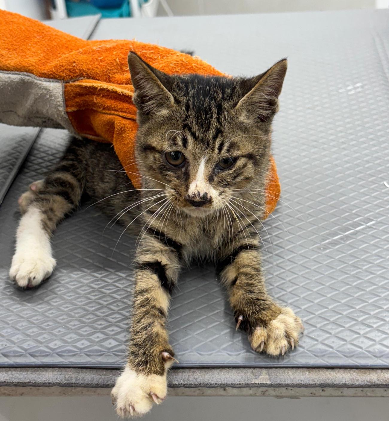 종료(자연사) 한국…