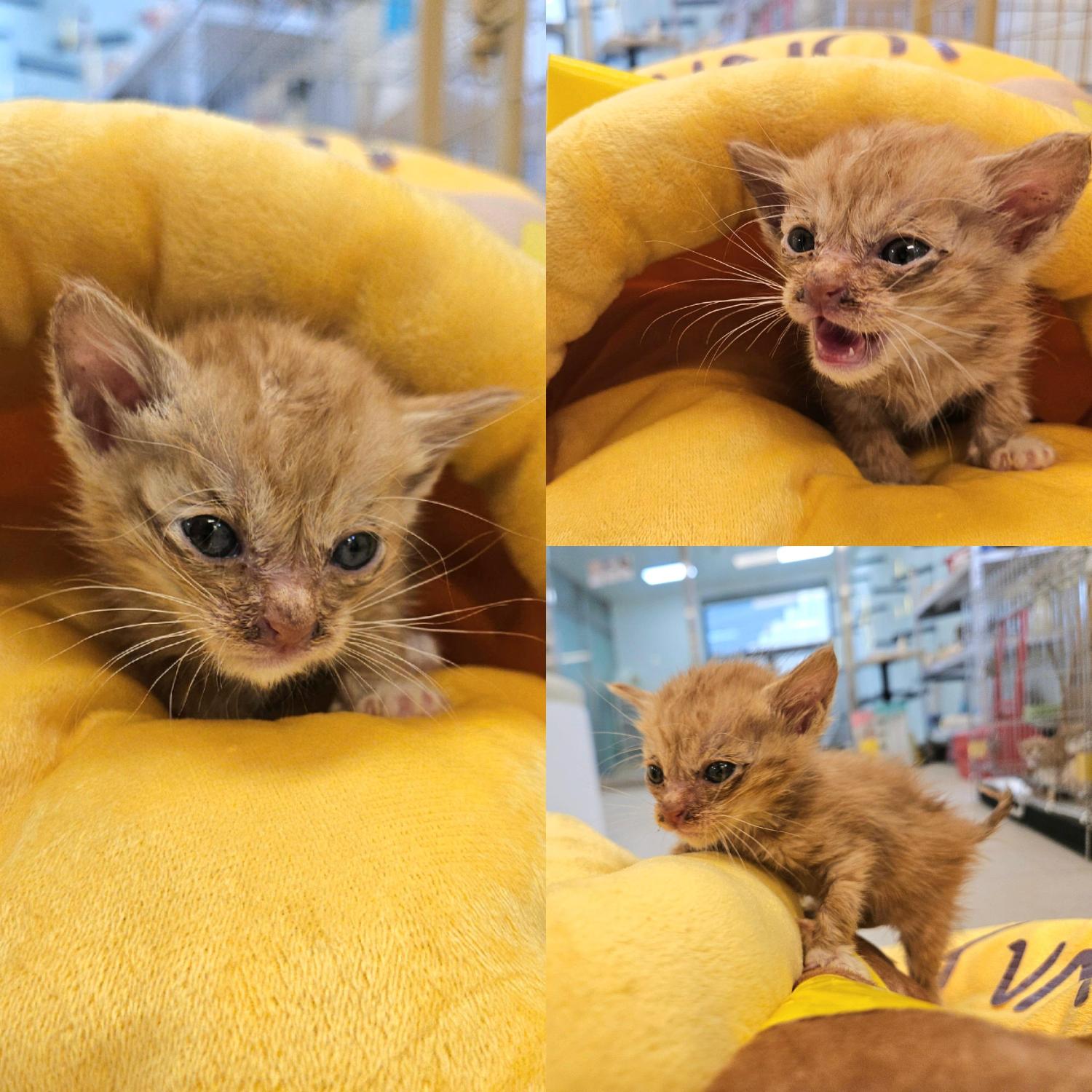 종료(자연사) 한국…