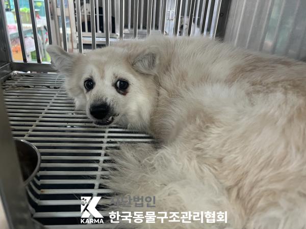 종료(안락사) 믹스…