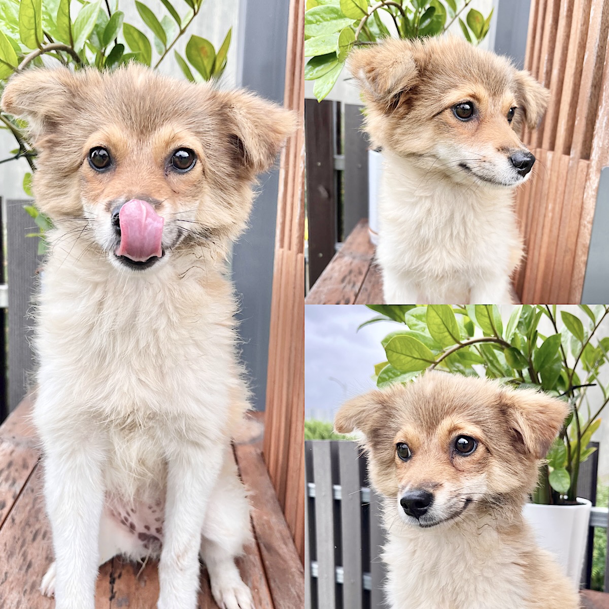 보호중 믹스견의 가…