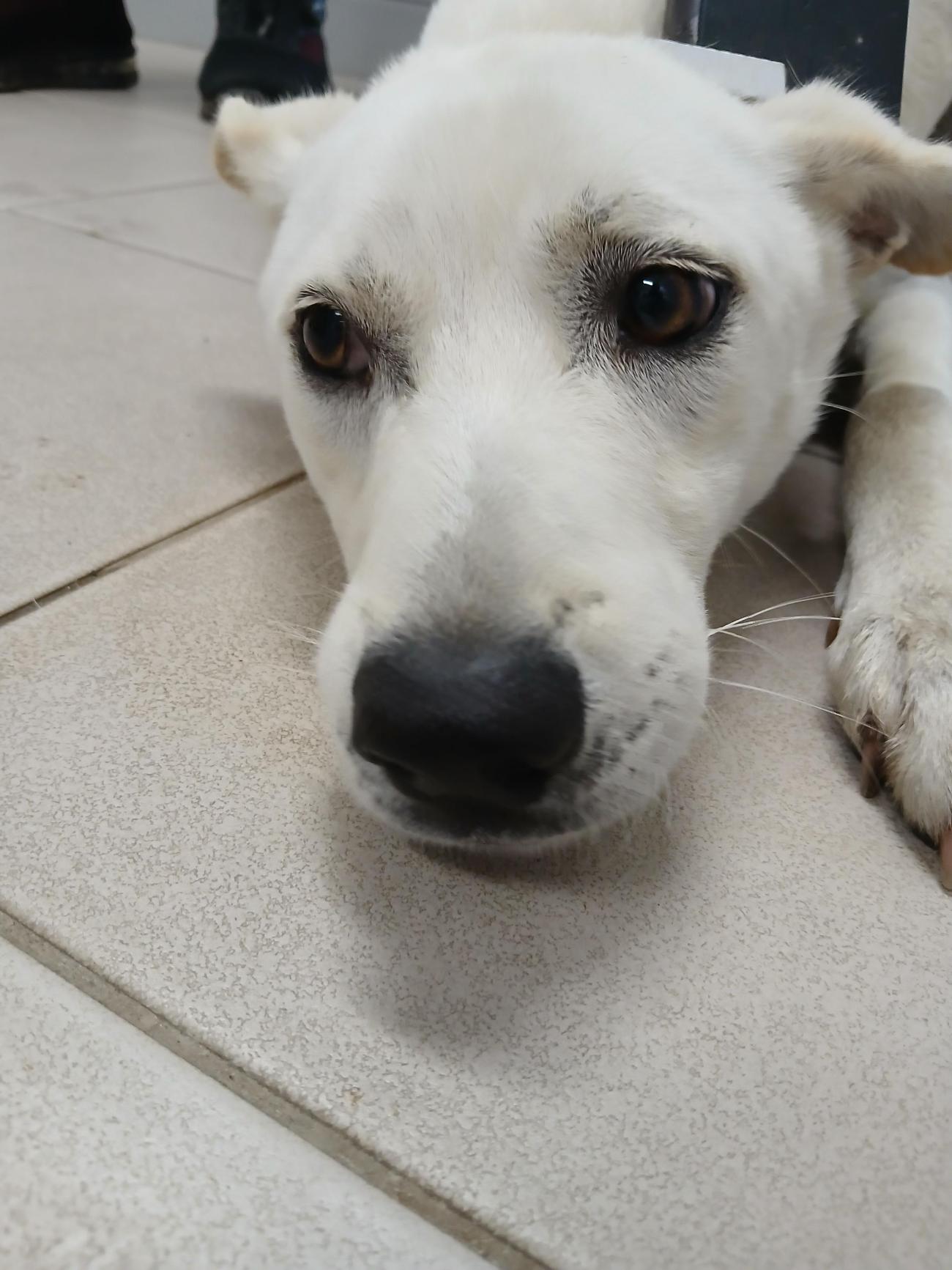 보호중 믹스견의 가…