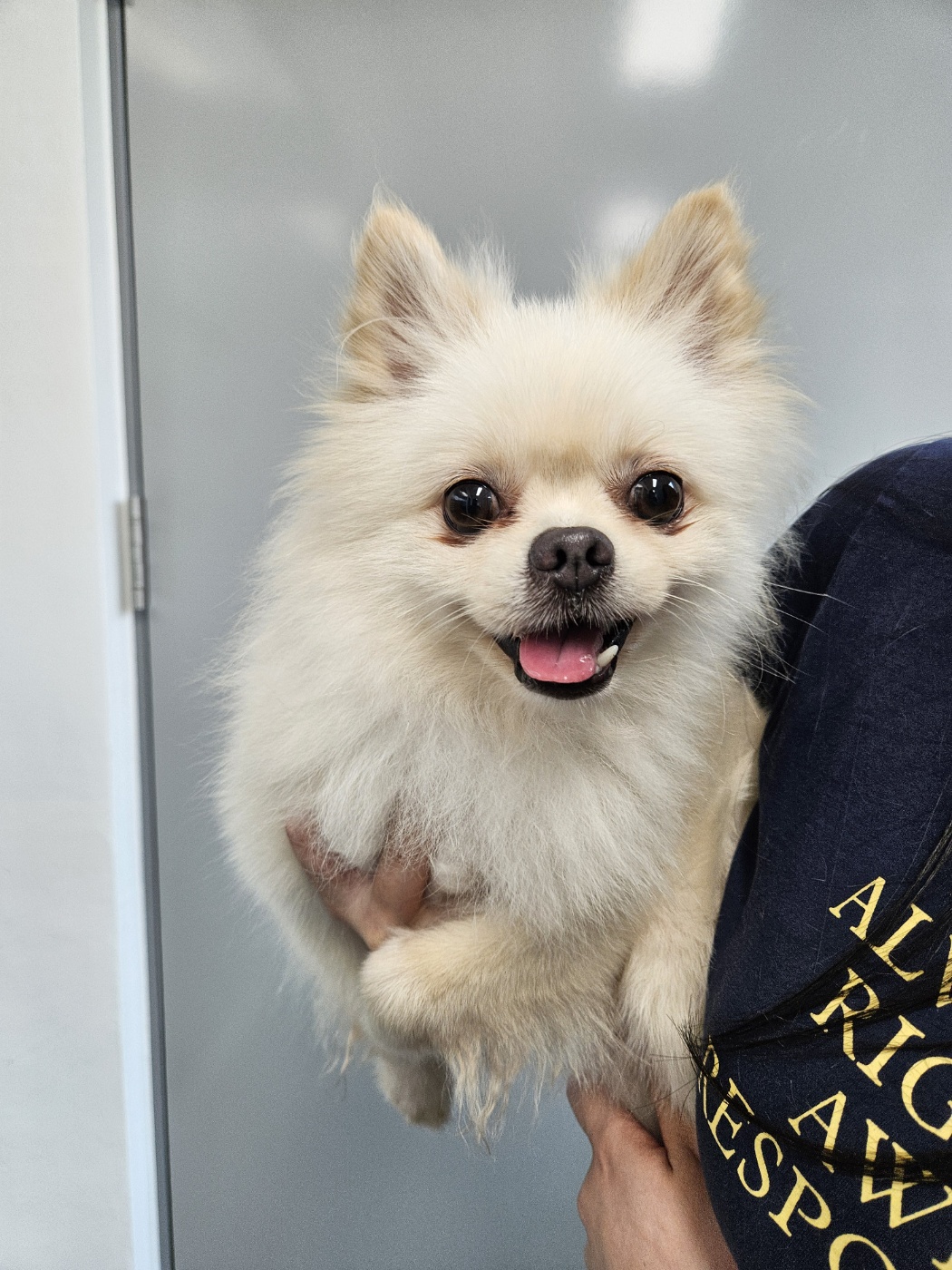 종료(기증) 포메라…