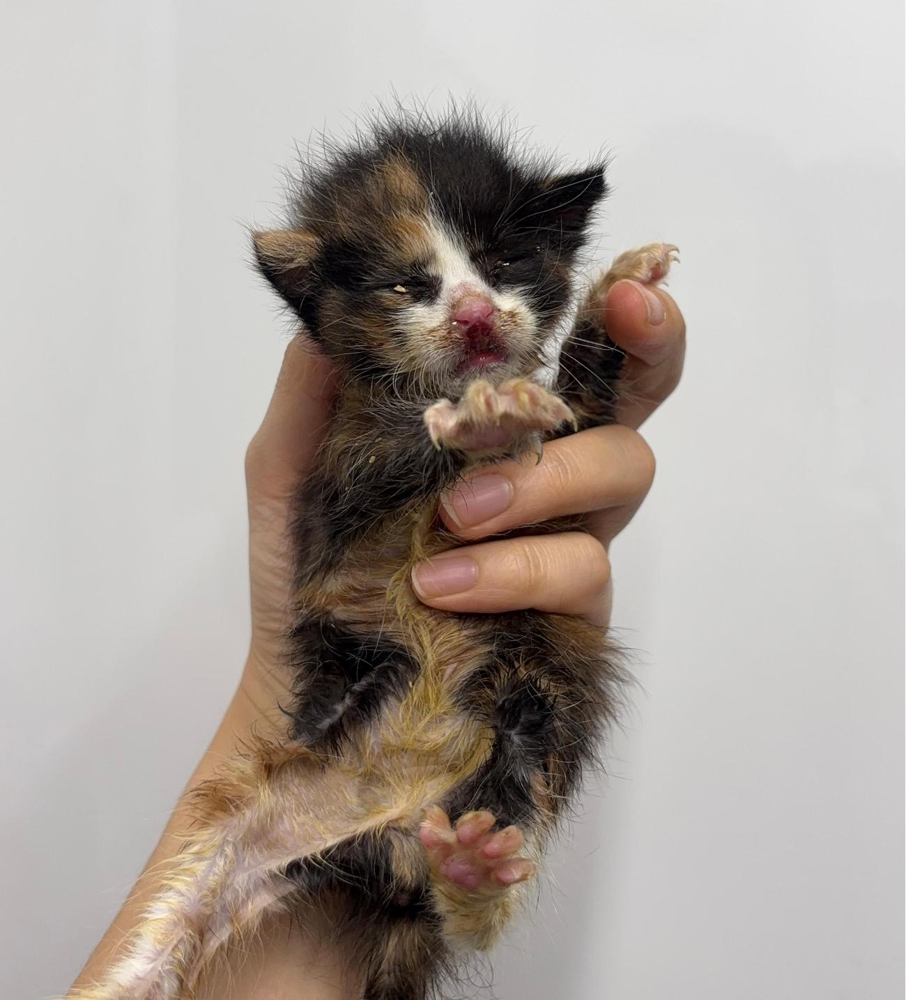 종료(자연사) 한국…