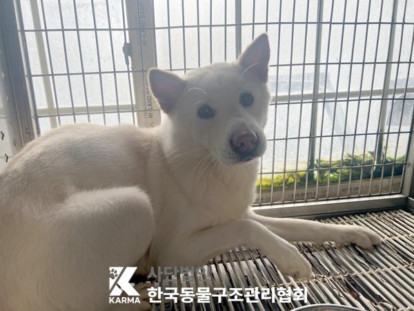 한국동물구조관리협회_411310202500650