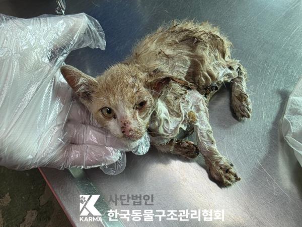한국동물구조관리협회_411316202500544
