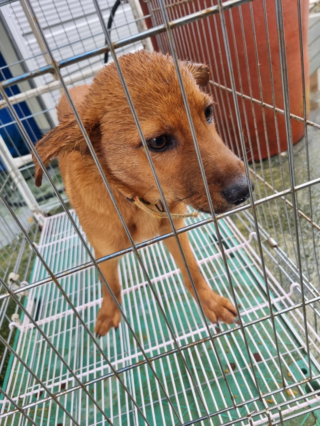 보호중 믹스견의 가…