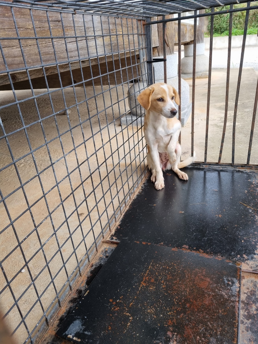 보호중 믹스견의 가…