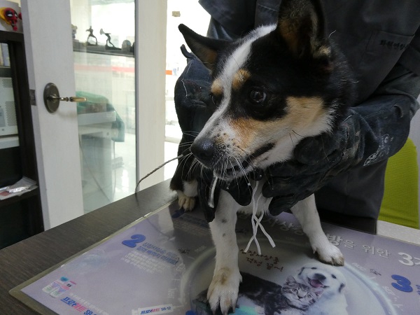 종료(자연사) 믹스…