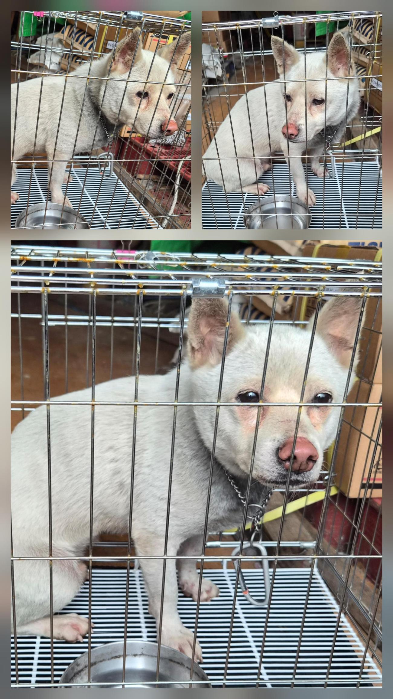 종료(반환) 믹스견…