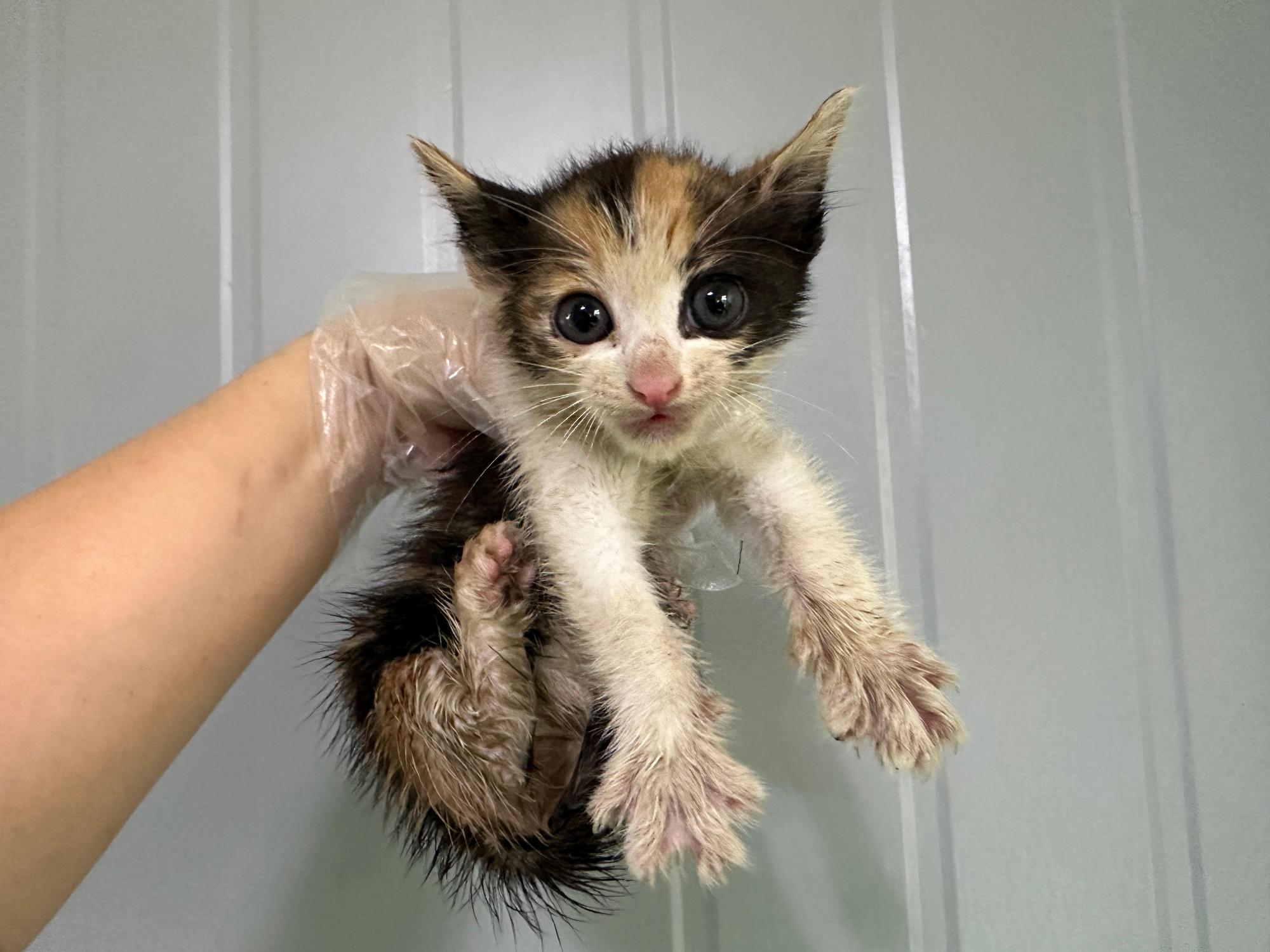 한국야생동물보호협회_441390202500564