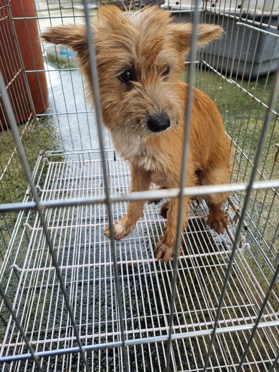 보호중 믹스견의 가…