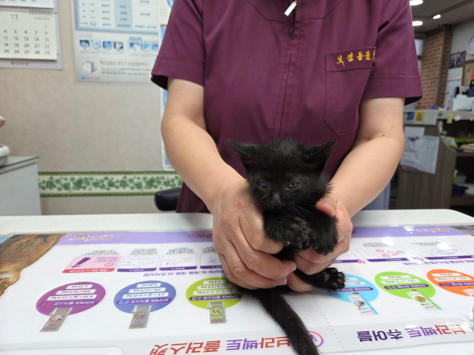 종료(입양) 한국 …