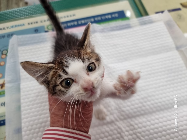 종료(입양) 한국 …