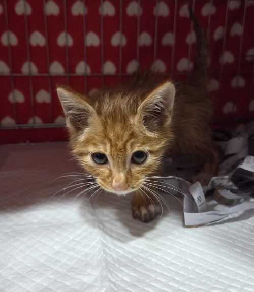 종료(입양) 한국 …