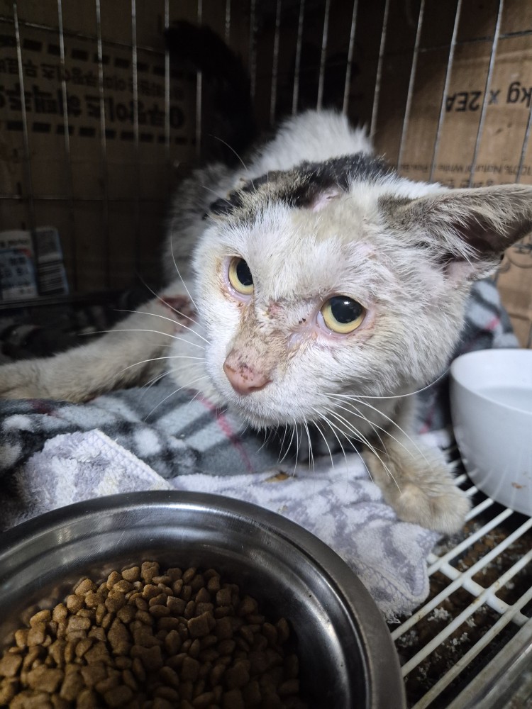 보호중 한국 고양이…