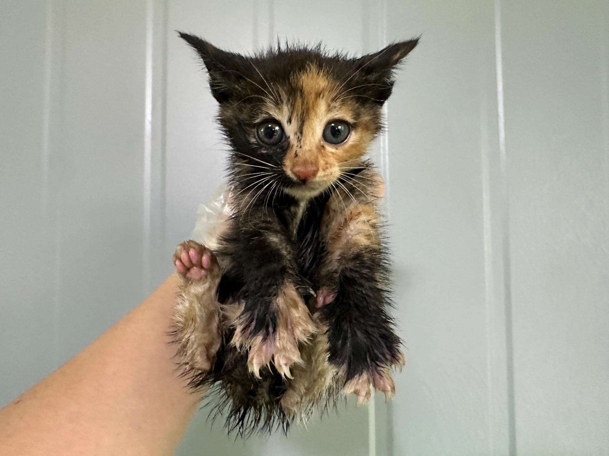 보호중 한국 고양이…