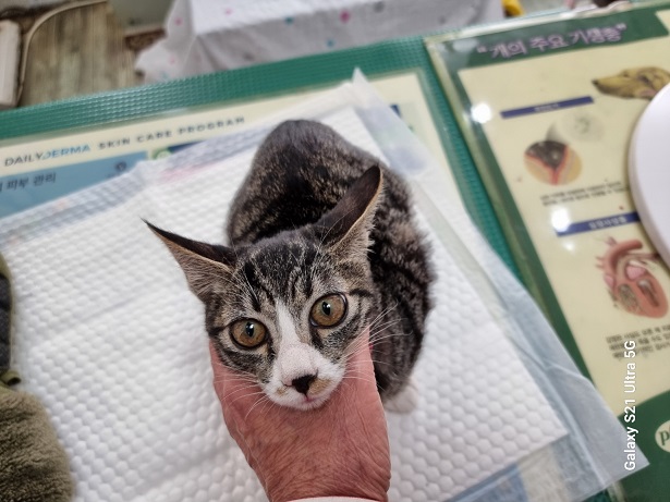 종료(입양) 한국 …