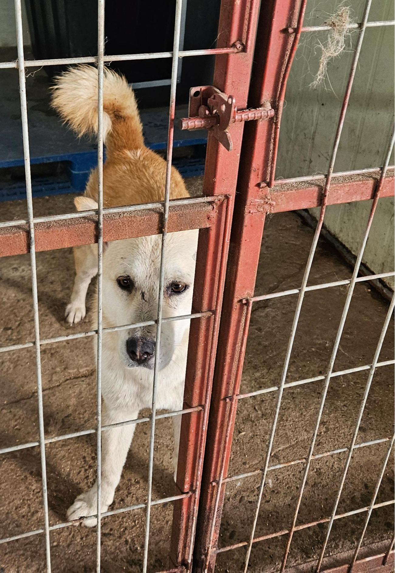 성주유기동물보호센터_447521202500460