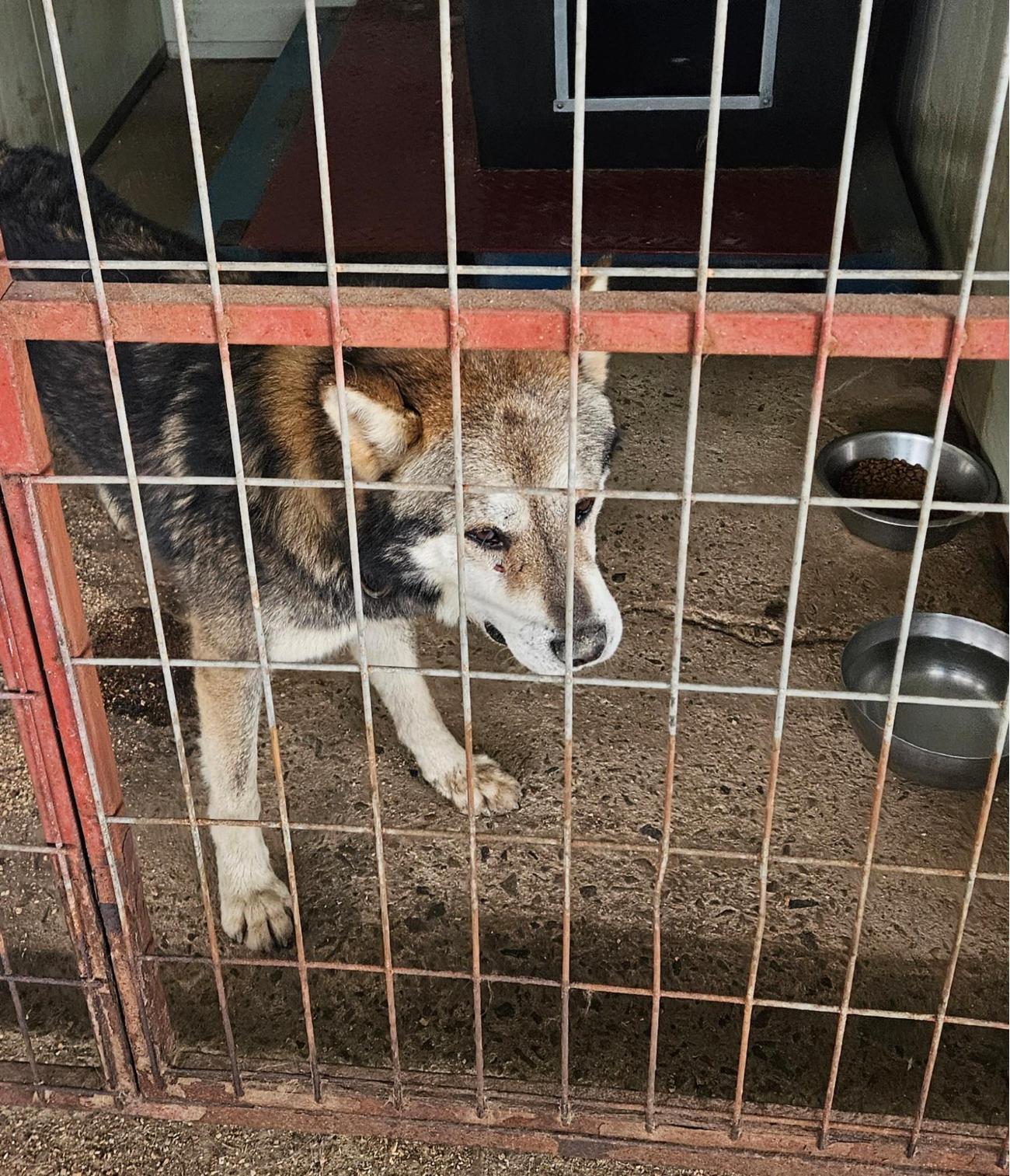 성주유기동물보호센터_447521202500459