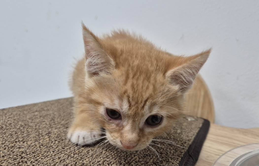 종료(방사) 한국 …