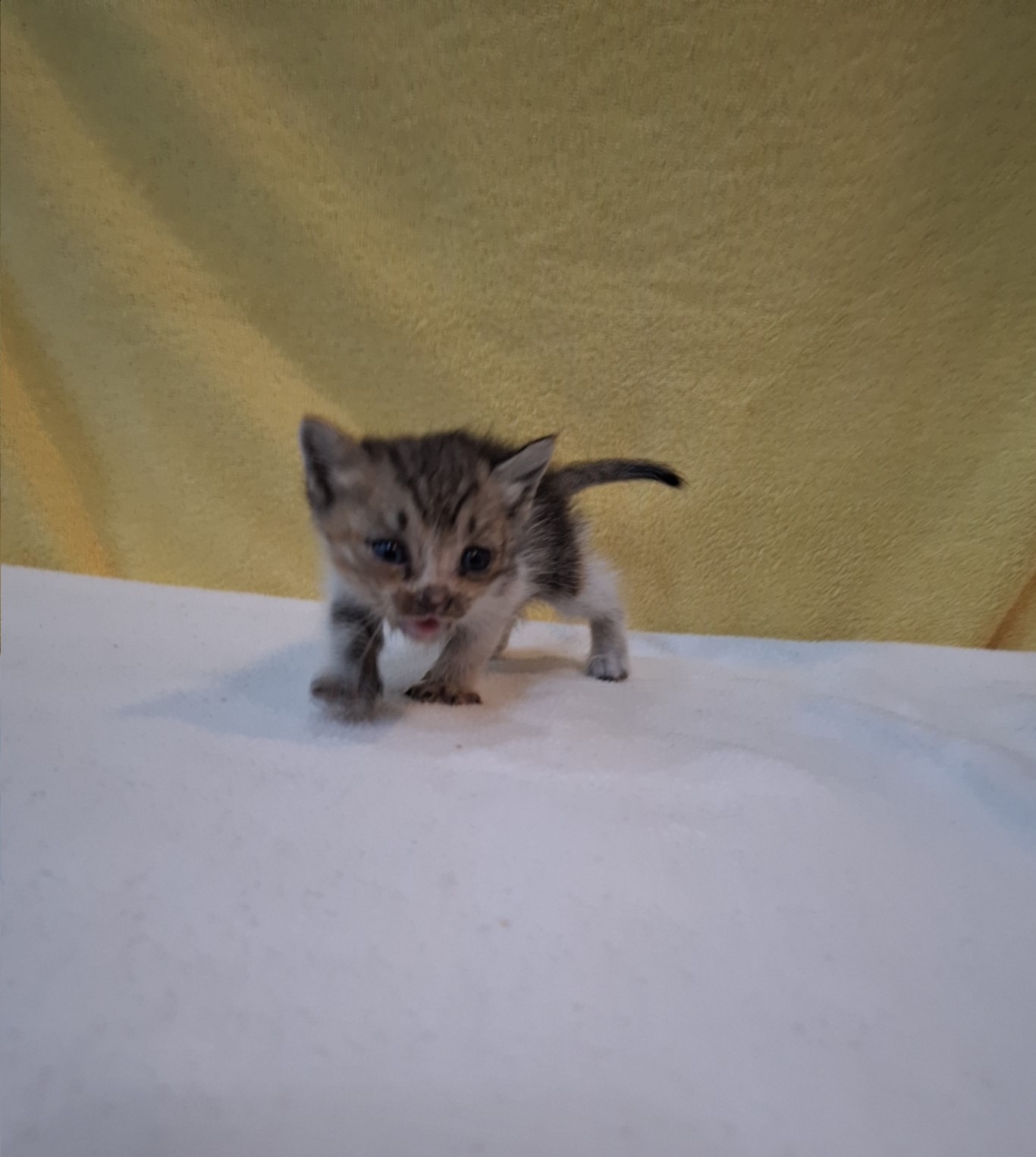 군산유기동물보호센터_445467202501932