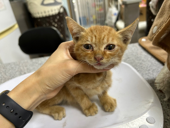 종료(자연사) 한국…