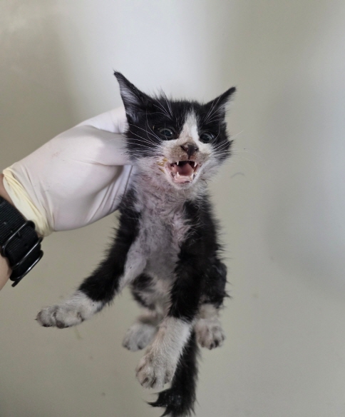 종료(자연사) 한국…