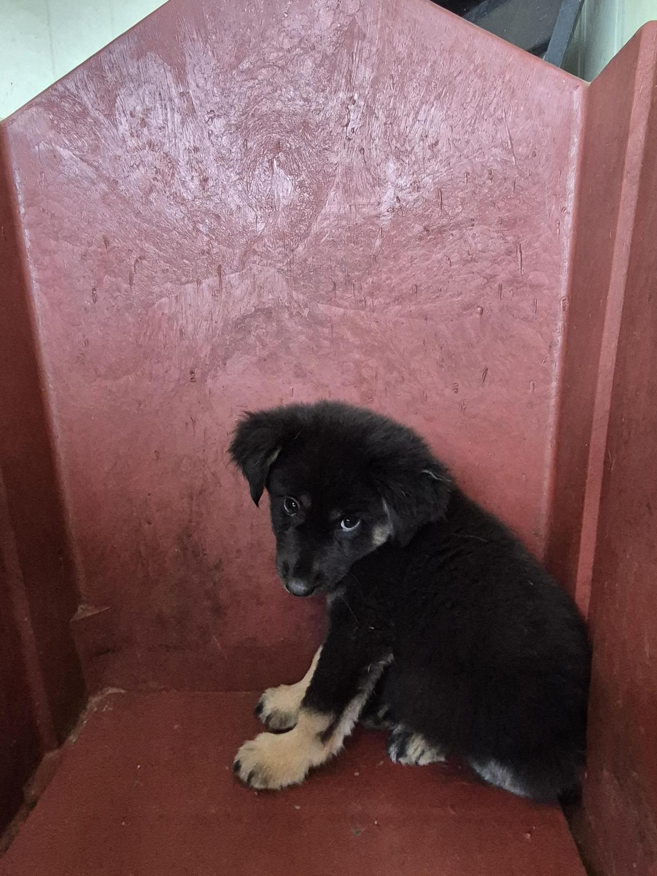 임실유기동물보호센터_445476202500409