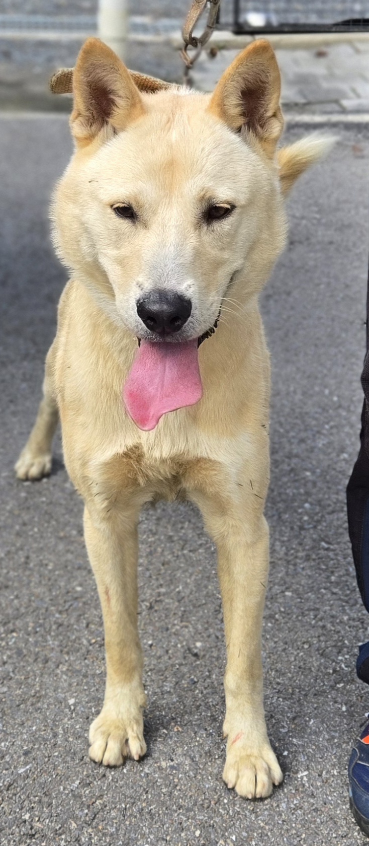 보호중 믹스견의 가…