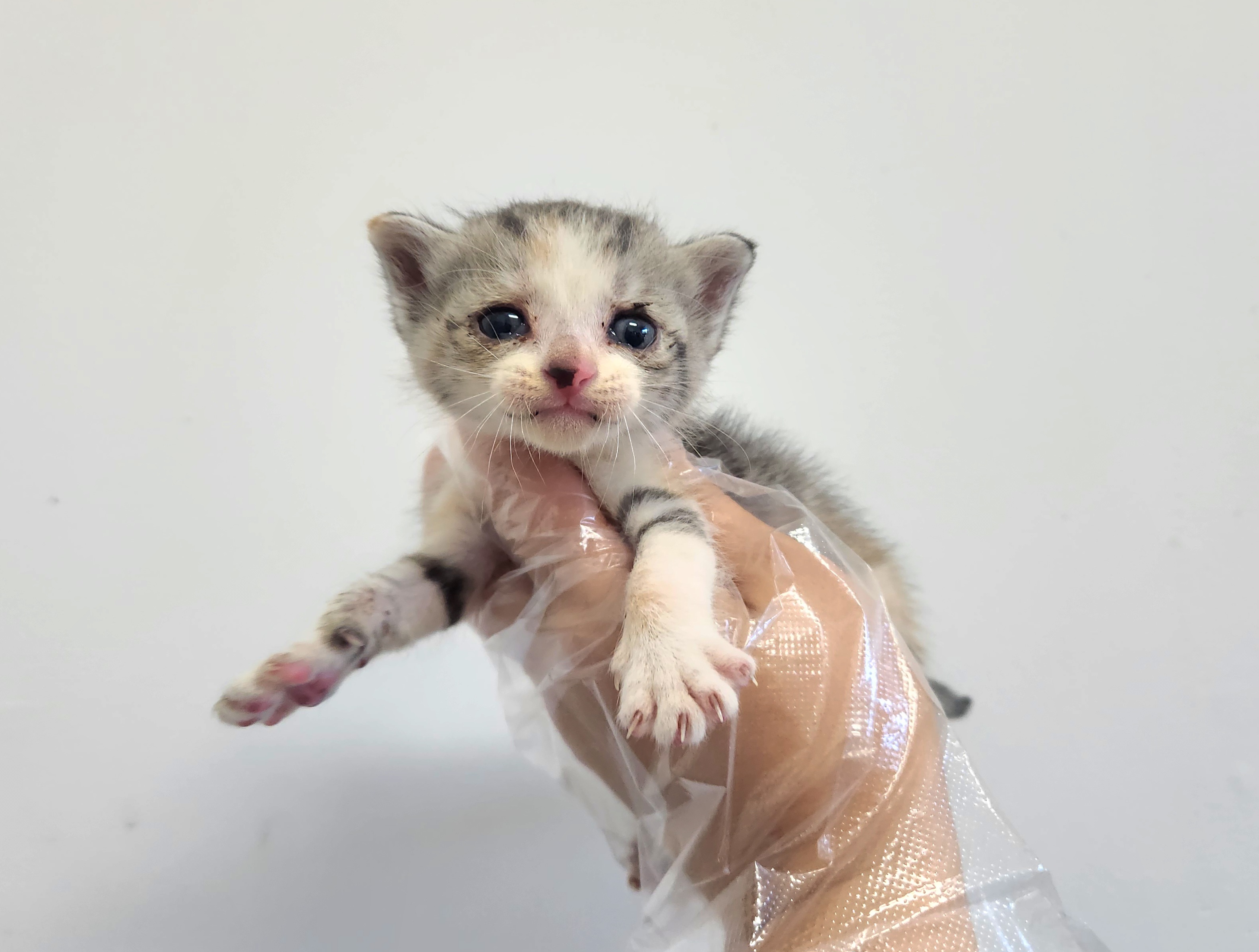 광주TNR동물병원송정_441554202501638