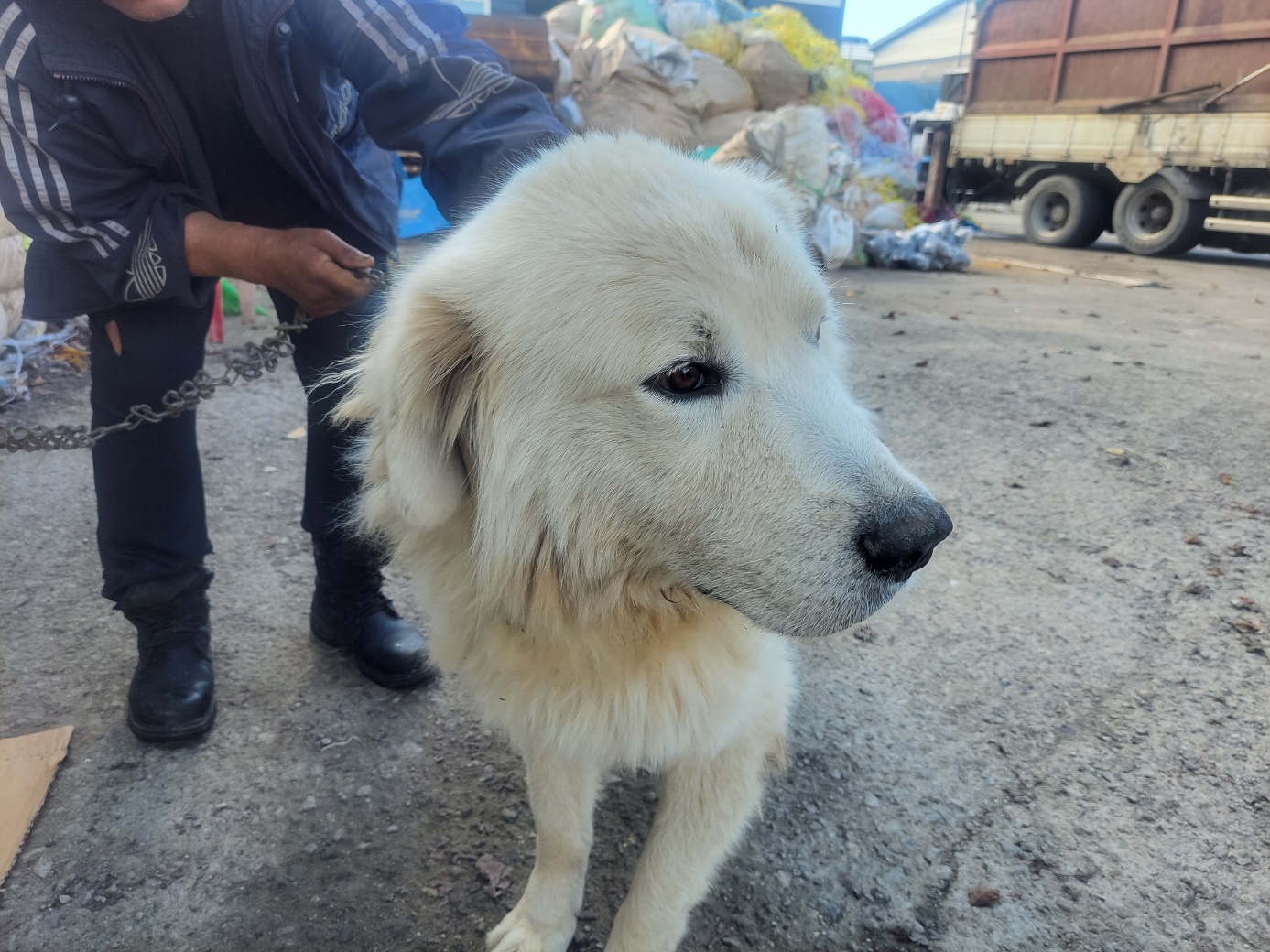 보호중 그레이트 피…