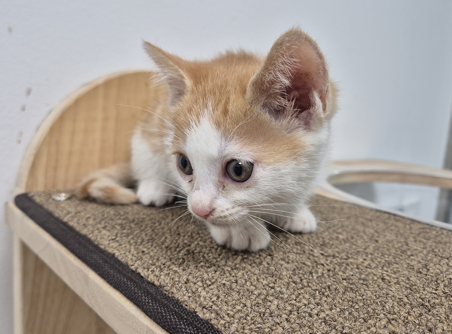 김천시 동물보호센터_447506202500360