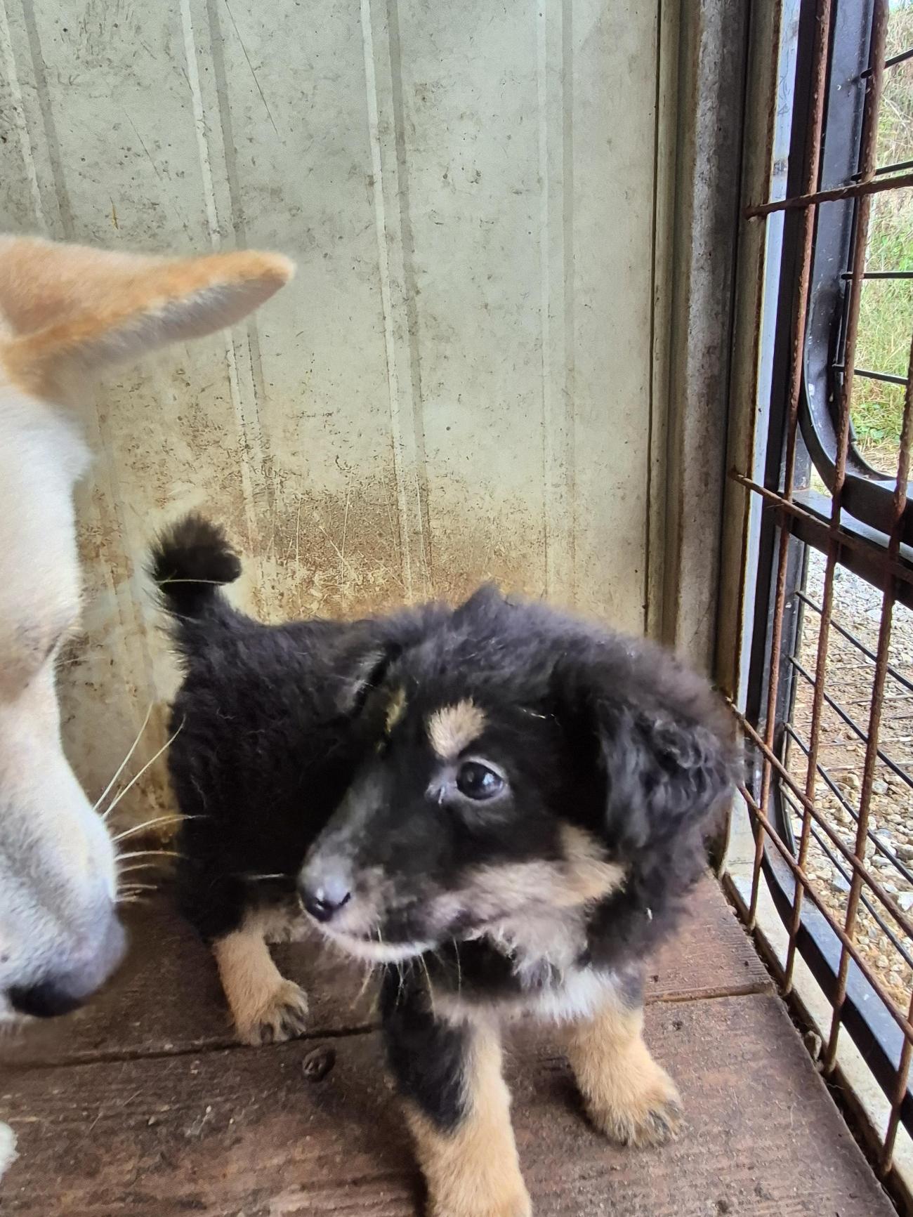 종료(자연사) 믹스…